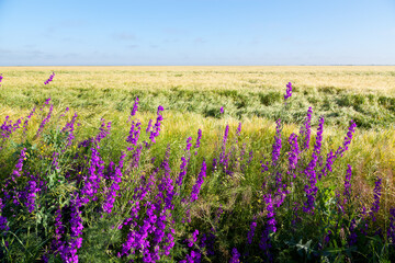 Fototapeta premium Purple flowers near the field of wheat on summer morning.
