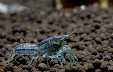 Dark blue crayfish dwarf shrimp stay alone on aquatic soil to look for food in freshwater aquarium tank.