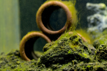 Green algae attach on stone and the decoration in freshwater aquarium tank and it look like spread...