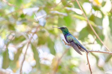 Hummingbird in South America - Paraguay, Guiara