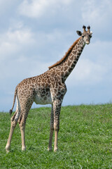 Naklejka na ściany i meble Young Endangered Masai Giraffe on the open plains.