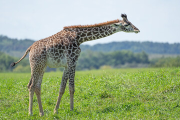 Young Endangered Masai Giraffe on the open plains.