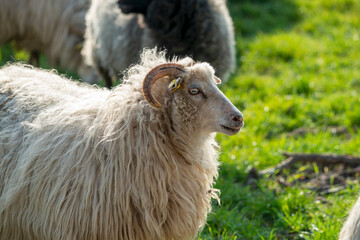 Sheep in a meadow in Germany