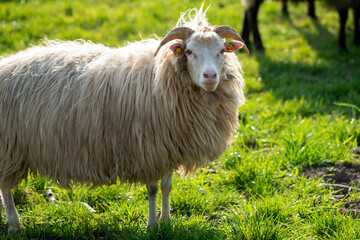 Sheep in a meadow in Germany