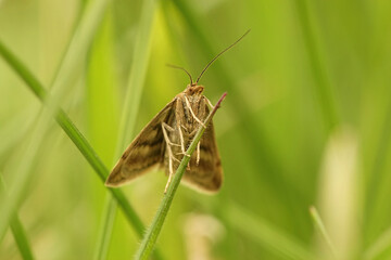 Frontal closeup of the Small Yellow Underwing,  Panemeria tenebrata