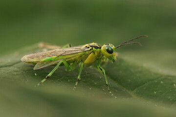 Closeup on a colorfull green sawfly , Rhogogaster viridis