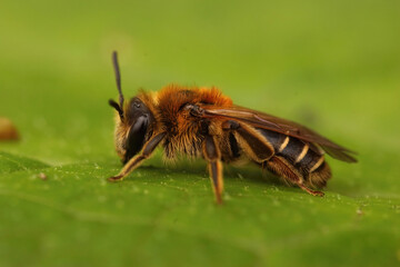 Colorful closeup of a female Short-fringed Mining Bee, Andrena dorsata