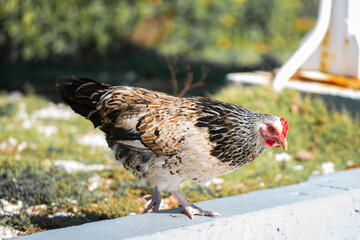A wild chicken walks through the streets of Grand Cayman. These birds are to be found everywhere in...