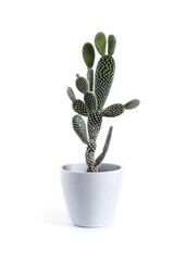 Opuntia microdasys var. albispina cactus in a pot isolated on white background