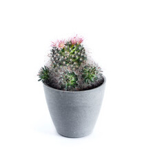 Flowering Mammillaria cactus in a pot isolated on white background