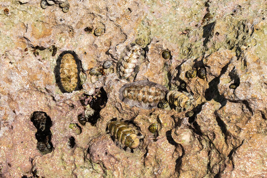 These interesting creatures that live on the rocky iron shore that surrounds Grand Cayman are called chitons