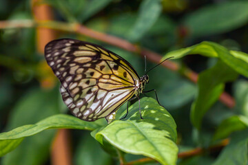 Obraz na płótnie Canvas Beautiful tropical butterfly called Large Tree Nymph | Paper Kite | Idea leuconoe standing on green leaves in Konya tropical butterfly garden.