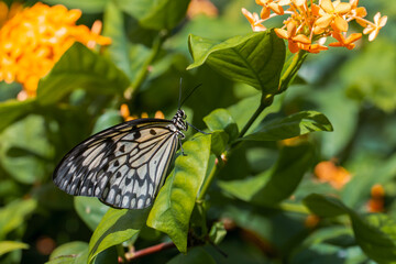 Beautiful tropical butterfly called Large Tree Nymph | Paper Kite | Idea leuconoe standing on green leaves in Konya tropical butterfly garden.