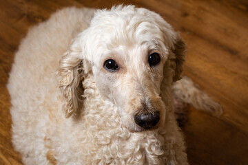 The dog looks sad while lying on the wooden floor. Old age of the dog, illness.