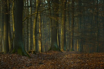 Baumreihe im Wald mit leichtem Nebel