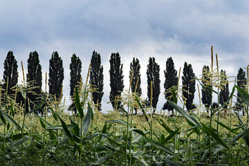 Pappelallee hinter Maisfeld