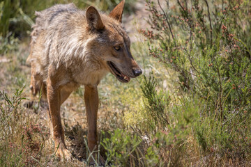 lobo ibérico en su entorno natural