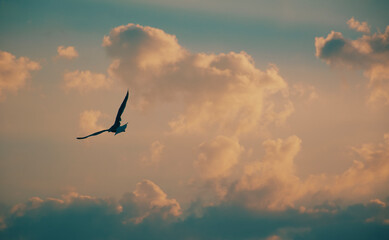 Bird in the sky