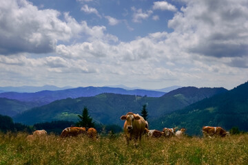 many cows on a high meadow on the top of a mountain