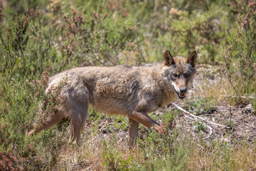 Fototapeta premium lobo ibérico en su entorno natural