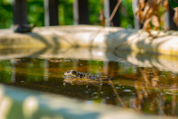 there is a big frog in the water