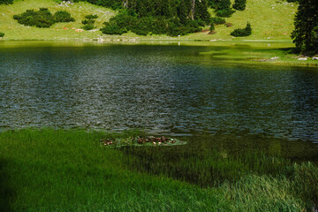 mountain lake with green reed in the mountains detail