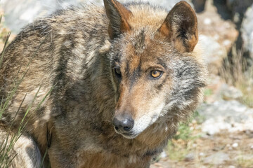 lobo ibérico en su entorno natural