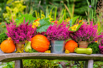 Pumpkins and heathers on a wooden bench in the garden.
