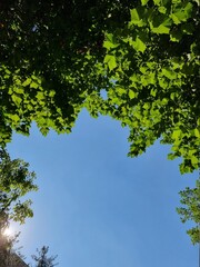 green leaves against blue sky