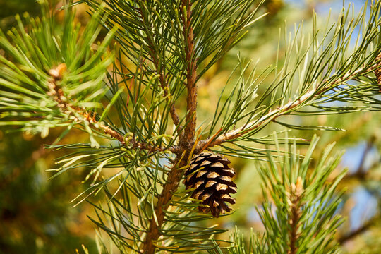 pine cone on a twig, pine cone, pine, forest, tree