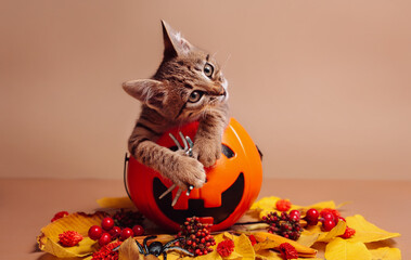 Halloween supplies and a kitten sitting in pumpkin jack-o-lantern on a brown background