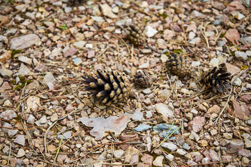 pine cones on the ground, pine cone, pine, forest