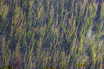 Small Fish Swimming by Green Grass in Pacific Ocean Water on the West Coast. View from Above. Taken in Vancouver Island, British Columbia, Canada.
