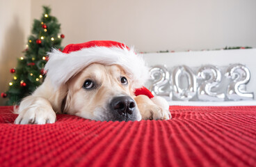 A golden retriever in a santa claus hat lies near a tree with a garland and balloons 2022. Dog for Christmas and New Year. Christmas card with pet