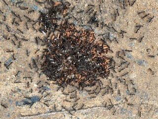 ants on the ground