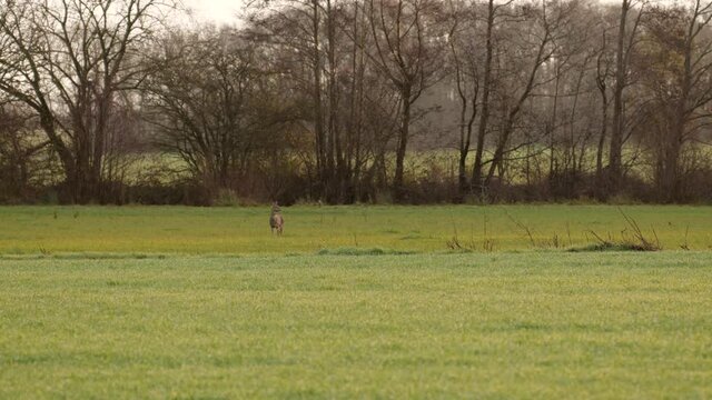 deer in a field in the early morning