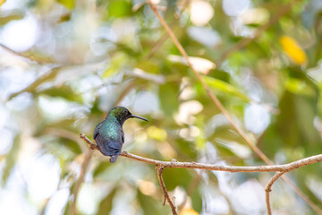 Hummingbird in South America - Paraguay, Guiara