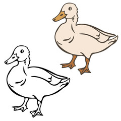 Vector illustration of domestic duck colored and depicted by a line and outline. Design for coloring book.