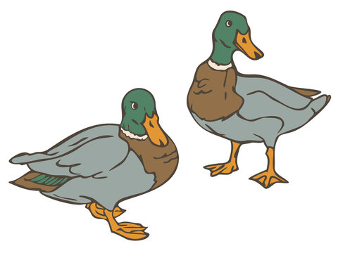 Vector illustration of wild ducks colored and depicted by a line. Drakes.