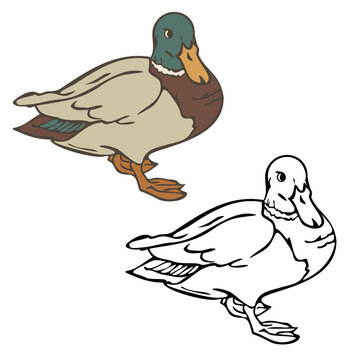 Vector illustration of wild duck colored and depicted by a line and outline. Design for coloring book.