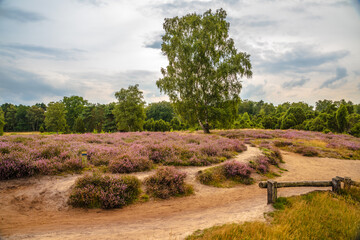 heather blooming in Westruper Heide, Haltern, Germany