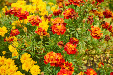 Helenium hybridum, sneezeweed, flowers, plants, petals, garden