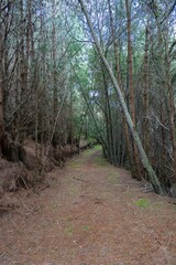 Fototapeta na wymiar Background in pine forest. Cundinamarca, Colombia.