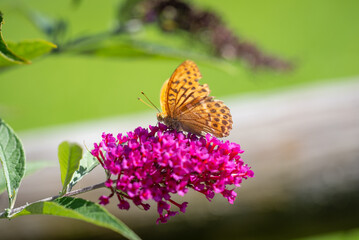 Schmetterling / Garten / Sommer