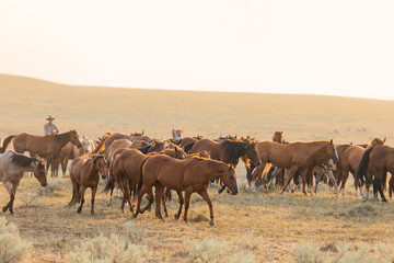 Horse herd in Montana being rounded up and brought in cavy for work in the Mountains by the...