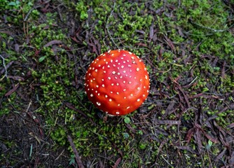 Red mushroom in the foreground against background of trees.