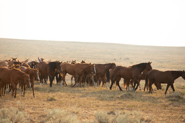 Horse herd in Montana being rounded up and brought in cavy for work in the Mountains by the...