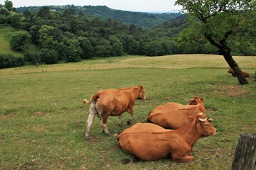 Vaches Limousines au pâturage.(Corrèze)