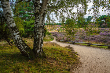 heather blooming in Westruper Heide, Haltern, Germany