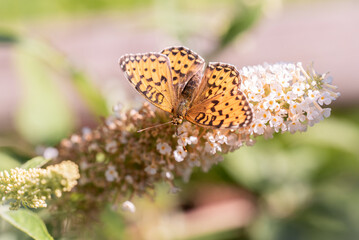 Schmetterling